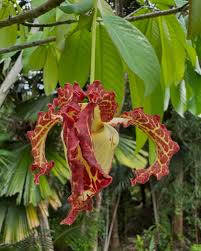 Image result for Monodora