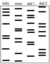 Dna fingerprinting uses chemicals to separate strands of dna and reveal the unique parts of your genome. Https Core Docs S3 Amazonaws Com Documents Asset Uploaded File 514507 Forensics Day 2 Hovanec Pdf