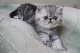 Black And White Persian Cat Short Hair Pin On Cat