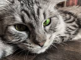 It is composed of hematopoietic cells, marrow adipose tissue, and supportive stromal cells. Cancer And Your Pet Vet In Billings Billings Animal Family Hospital