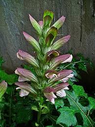 Image result for Acanthus mayaccanus