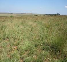 Image result for Zornia punctatissima