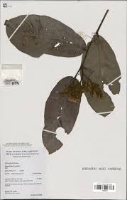 Image result for Magnistipula