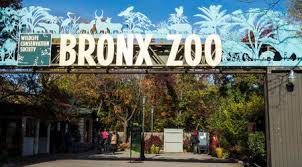 While shuttered, the bronx zoo has lent itself to assisting health care workers on the front lines of the pandemic. Bronx Zoo Foto S Afbeeldingen En Stock Fotografie 123rf