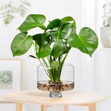 Monstera Water Plant In Glasvase Pflanzen Wasserpflanzen Pflanzen Giessen
