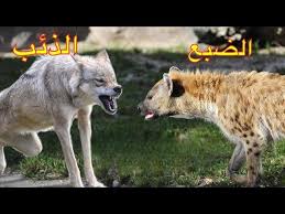 دكتور فيصل القاسم - نحن العرب تسلط علينا ذئب، فجاء الضبع مدعياً أنه سيخلصنا  من الذئب. من هو الذئب ومن هو الضبع يا ترى؟ | Facebook