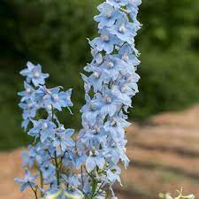 Pin On Delphiniums