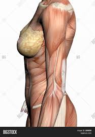 Female anatomy includes the external genitals, or the vulva, and the internal reproductive organs. Anatomy Woman Image Photo Free Trial Bigstock