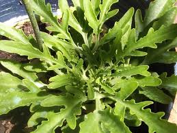 Image result for Kalanchoe laciniata