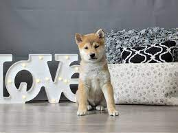 Even the shiba has to have his house his space where you can lock up safe from everything and everyone, when it rains, when you leave home or pied overnight. Shiba Inu Dog Black Tan Id 3076969 Located At Petland Carriage Place