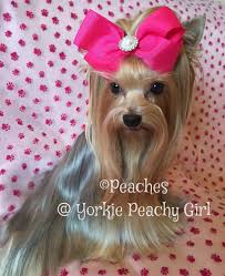 Peaches Yorkie Peachy Girl Shining After Using Cowboy Magic