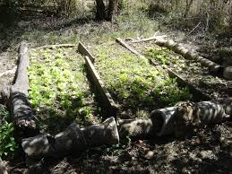 Resultado de imagen para Hidro Organoponía