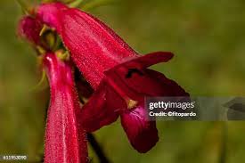 Image result for Bouvardia longiflora