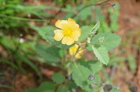 Image result for Sida dregei