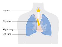 Image result for Thymus