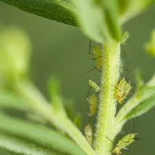 Which produces all natural pest control products that are alternatives to traditional, chemical pesticides. How To Get Rid Of Aphids Planet Natural