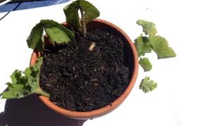 Image result for cuttings of geraniums