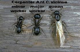 Pest control for carpenter ants differs from termite control, which uses wood as a food source and will eat sound wood. Carpenter Ant Gafford Pest Control Services Inc