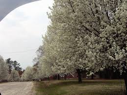 With flowering trees ranging from evergreen flowering trees such as magnolia grandiflora so for zone 8, some popular trees include the eastern redbud, japanese flowering cherry, flowering illawarra flame tree brachychiton acerifolius is a spectacular flowering tree with bright red flowers. Tree S W White Blossoms Required Summers Grass North Carolina Nc Page 3 City Data Forum