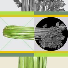 Is Celery Juice A Sham The New York Times This means removing the base. is celery juice a sham the new york