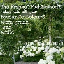 Sunnah Islam Muslim Thereligionofpeace Beautyinthesunnah Beautyinthequraan Niqab Imaan Hijab Beardgang Beards Ri White Hydrangea Garden House Party