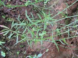 Image result for Wahlenbergia flexuosa