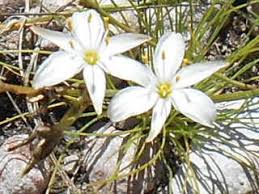 Image result for Chlorophytum calyptrocarpum