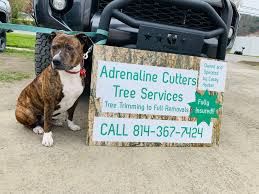 We did not find results for: Adrenaline Cutters Tree Services Services Facebook
