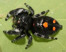 Pairs of eyes sit along the front of the face and top of the head, diminishing in size. Phidippus Audax Wikipedia