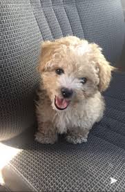 These fur babies are our newest addition to the cavapoos r us family. Maltipoo Puppies For Sale North San Jose Az Maltipoo Puppies For Sale Maltipoo Puppy Puppies For Sale