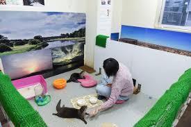Pet shop in chester, nj. These Otters Are Popular Pets In Asia That May Be Their Undoing The New York Times