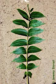 Image result for Juglandaceae