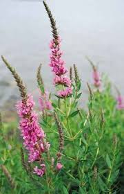Image result for Hionanthera