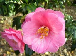 Camellia Japonica Reverend John Bennett U S 1930 Camellia Flowers Japonica