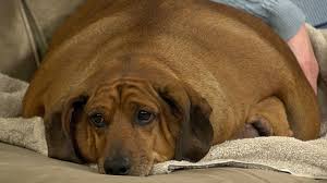 Devon dotson ⚡️подлинная учетная запись. The Tragic Story Of Obie The Obese Wiener Dog Youtube