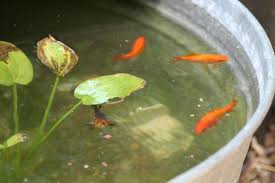 Goldfish Can Live In A Half Barrel Container Pond As Long As You Take A Few Precautions Goldfish Pond Container Pond Container Fish Pond
