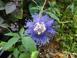 Image result for Passiflora vitifolia