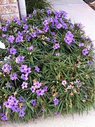Mexican Petunia Ruellia Brittoniana Katie This Is A Dwarf Form Of The Species That Is Known As Katie It Thri Diy Garden Projects Petunias Garden And Yard