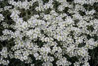 Image result for Cerastium octandrum