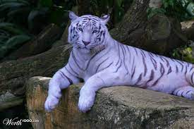 Cryptozoo 9 Worth1000 Contests Maltese Tiger Tiger White Tiger