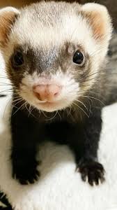 Each center has its staff of customer service associates, primary care physicians, who are consultants specializing in internal medicine and pediatrics, and additional services like laboratory and ecg. Ferret What Kind Of Animal Is A Ferret Peepsburgh