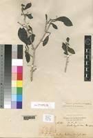 Image result for Coptosperma zygoon