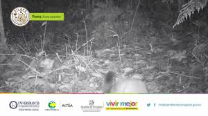 46 отметок «нравится», 4 комментариев — la tayra (@tayra.andina) в instagram: Preocupa El Atropellamiento De Fauna Silvestre En Las Palmas Gente Com Co