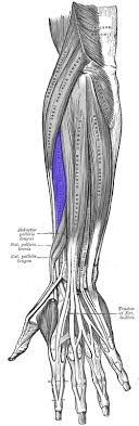 Ultrasound of the shoulder a normal appearance of supraspinatus tendon download scientific. Extensor Carpi Radialis Brevis Muscle Wikipedia