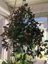 There are over 200 species of hoyas, each of which has unique colors and shapes. Here S My Hoya Bilobata Got This From Walmart Last Year And It S Exploded In Size Hoyas