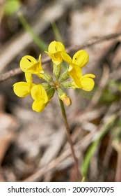 Image result for Vigna comosa