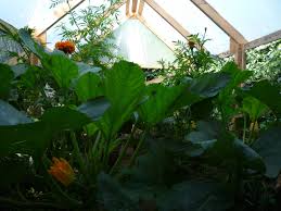We then added a rear wall automatic vent opener. The Green Lever Using Minimal Resources For Maximum Quality Of Life Home Made Low Cost Pallet Wood Greenhouse Viable Safe Year Round Food Production