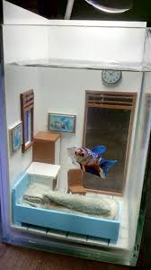 Gambar akuarium ikan cupang keren. Viral Desain Akuarium Ikan Cupang Mirip Kost Minimalis Netizen Terlalu Kreatif Indozone Id