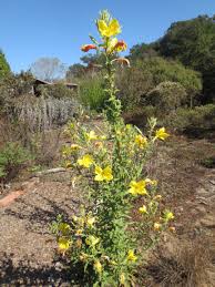 Image result for Ipomoea oenotherae