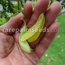 Image result for Crotalaria agatiflora